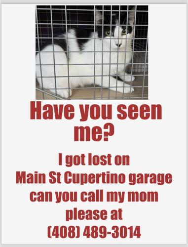 Lost Unknown Cat last seen Wolf , Cupertino, CA 95014
