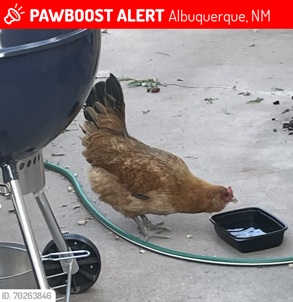 Lost Female Bird last seen San Mateo and Zuni, Albuquerque, NM 87108