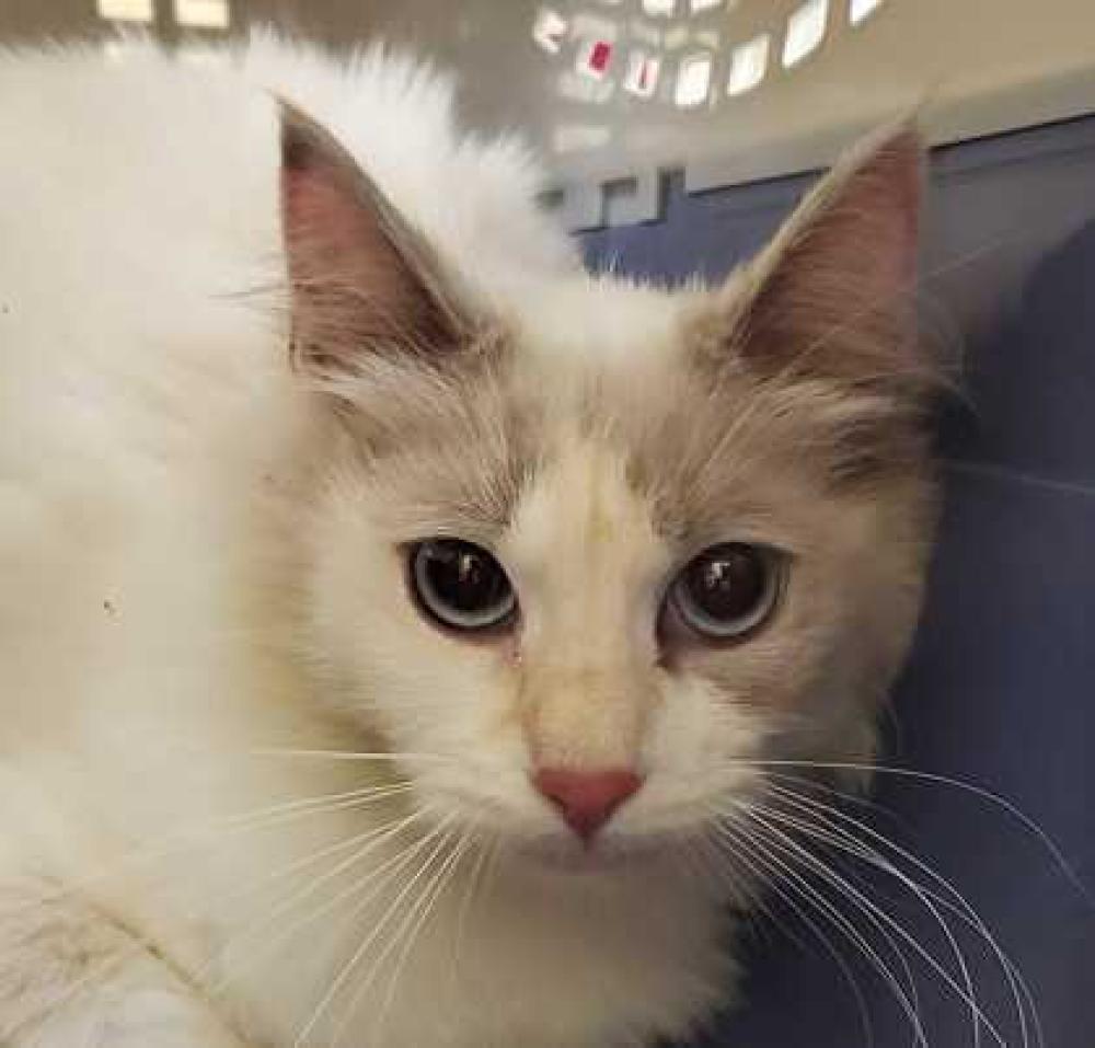 Shelter Stray Female Cat last seen Mount Vernon, WA 98273, Burlington, WA 98233