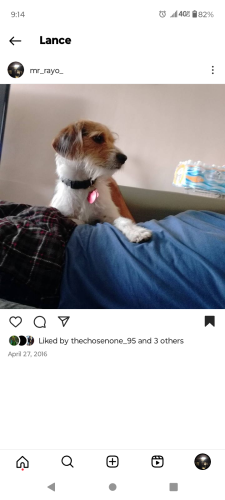 Lost Male Dog last seen Linden ave  and highland Ave , Norwood, OH 45212