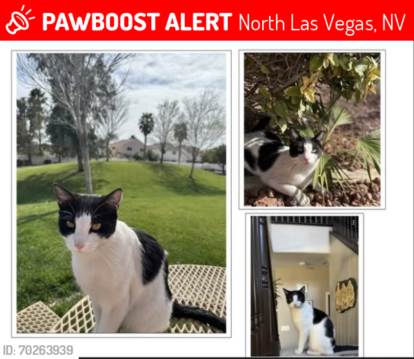 Lost Male Cat last seen N Commerce St & Deer Springs Pkwy, North Las Vegas, NV 89084