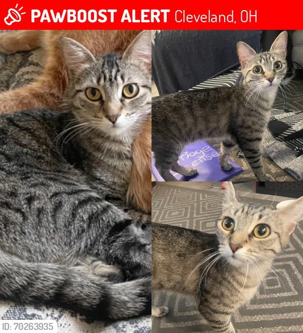 Lost Female Cat last seen W. 30th St & Tampa Ave, Cleveland, OH 44109