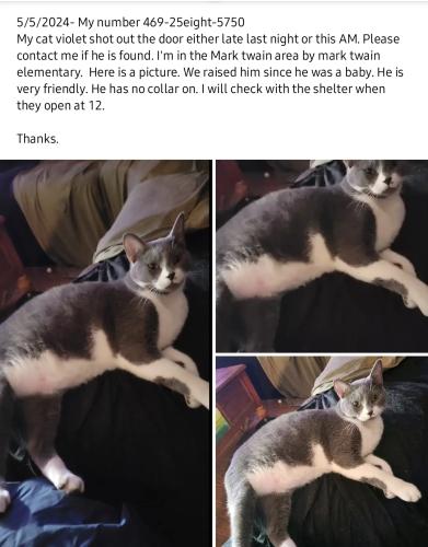 Lost Male Cat last seen Mark twain. Elementary , Richardson, TX 75081