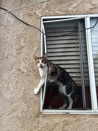 Lost Female Cat last seen Vineland Street off Beaumont Ave, Cherry Valley, CA 92223