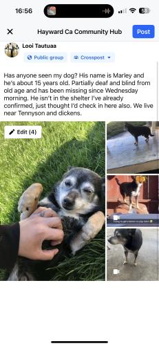 Lost Male Dog last seen Jack in the box off of tennyson road, Hayward, CA 94544