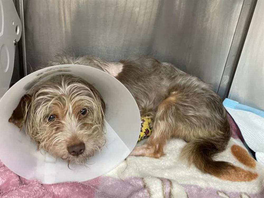 Shelter Stray Male Dog last seen Near BLOCK E FOOTHILL BLVD, Pasadena, CA 91105