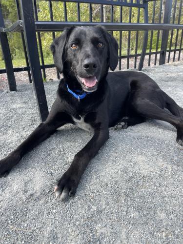 Lost Male Dog last seen S Tryon St & W Peterson Dr, Charlotte, NC 28217