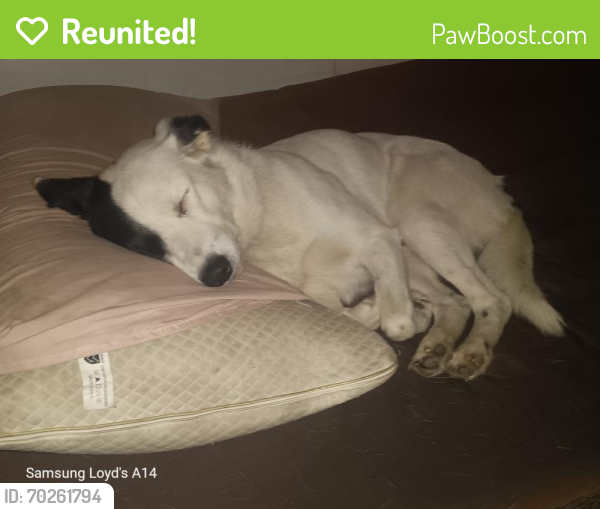 Reunited Male Dog last seen Near Huebner Rd, San Antonio, TX 78240, USA, San Antonio, TX 78240