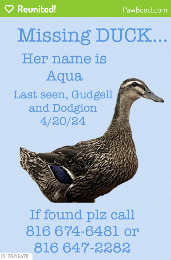 Reunited Female Other last seen Dodgion and golden Cir independence mo , Independence, MO 64055