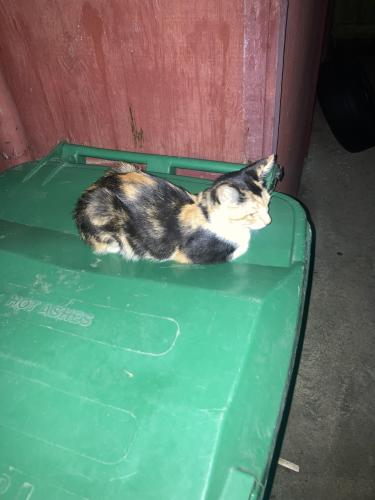 Lost Female Cat last seen Near Grove Ridge Drive, Houston, TX 77061