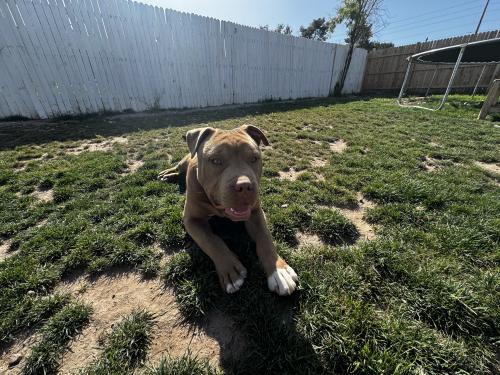 Lost Male Dog last seen Center and McLellan, Mesa, AZ 85201
