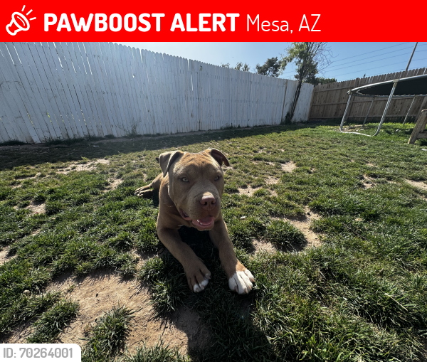 Lost Male Dog last seen Center and McLellan, Mesa, AZ 85201