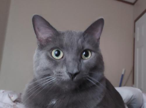 Lost Male Cat last seen Geddes And Beck Rd, Canton, MI 48188
