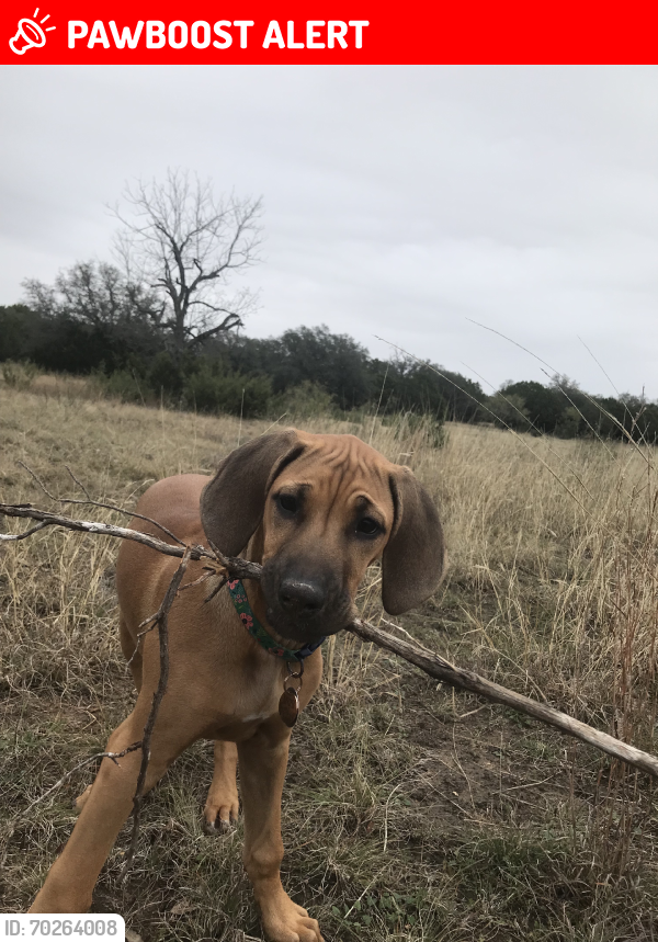 Lost Female Dog last seen Lampasas CR 3010, Lampasas County, TX 76550
