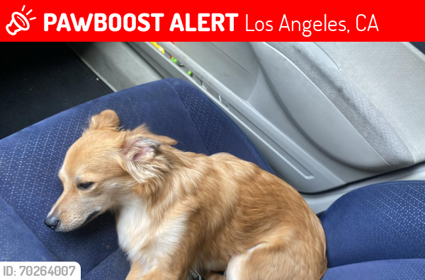 Lost Female Dog last seen Near S Alvarado St Los Ángeles, CA  90057 Estados Unidos, Los Angeles, CA 90057