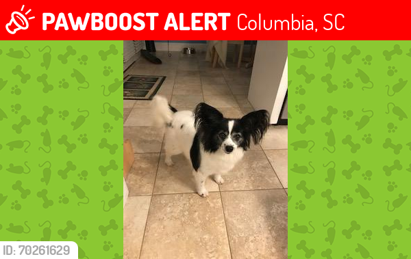 Deceased Male Dog last seen Clearview Dr and N. Lake Dr, Clearwater subdivision on Lake Murray , Columbia, SC 29212