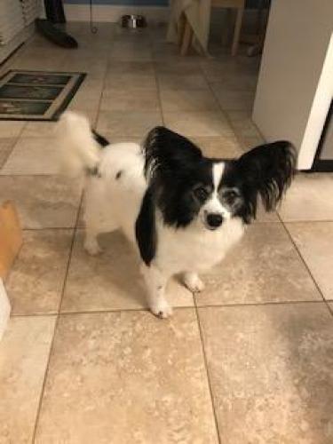 Lost Male Dog last seen Clearview Dr and N. Lake Dr, Clearwater subdivision on Lake Murray , Columbia, SC 29212