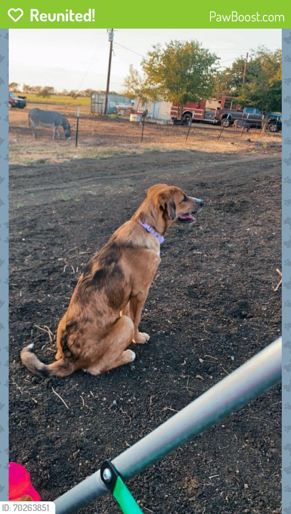 Reunited Female Dog last seen Godley, Johnson County, TX 76058