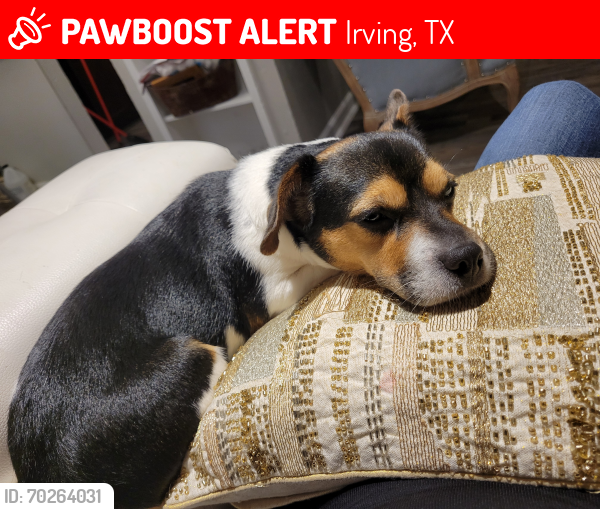Lost Female Dog last seen 3261north gate drive irving tx 75062, Irving, TX 75060