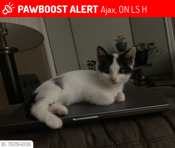 Lost Female Cat last seen Our hse and she went out and never came , Ajax, ON L1S 5H7