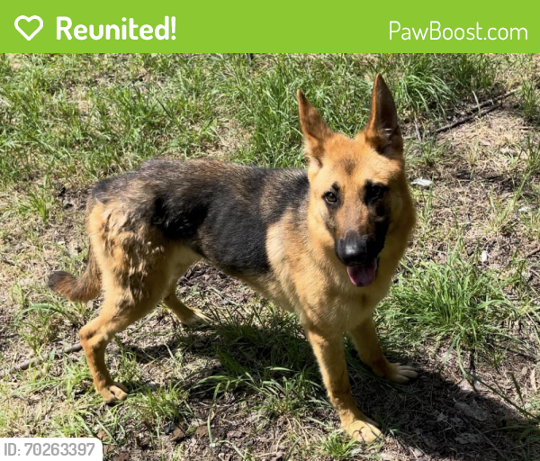 Reunited Female Dog last seen Ward ave and Pine st, San Antonio, TX 78223