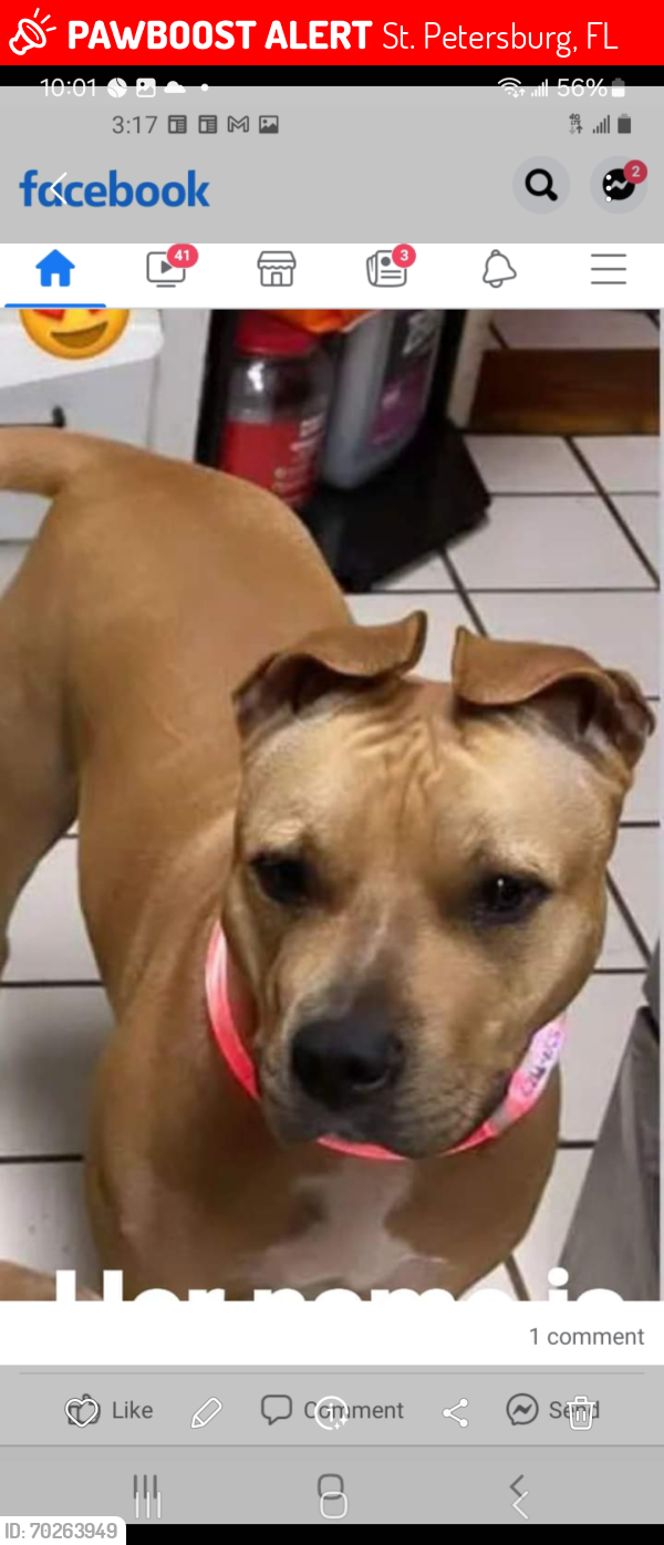Lost Female Dog last seen Near 69th street north st.pete fl, St. Petersburg, FL 33709