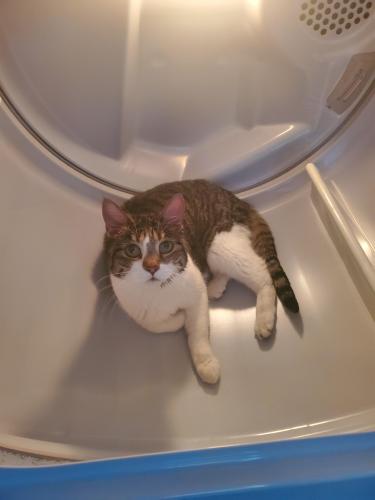 Lost Female Cat last seen 64th Verde St, Tacoma, WA 98406
