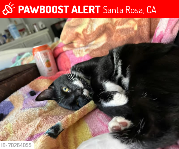 Lost Male Cat last seen Live Oak Park, Santa Rosa, CA 95401