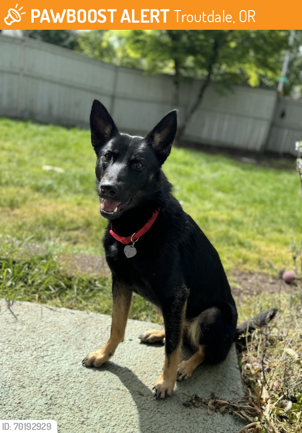 Shelter Stray Female Dog last seen SE 82nd / Kelly St, PORTLAND, OR, 97266, Troutdale, OR 97060