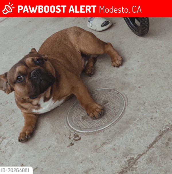 Lost Male Dog last seen Carlenter rd, Modesto, CA 95358