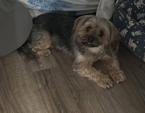 Lost Male Dog last seen University Yale, New Haven, CT 06511