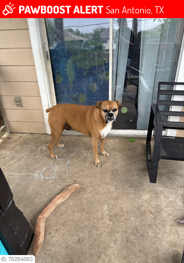 Lost Male Dog last seen idea school , San Antonio, TX 78233
