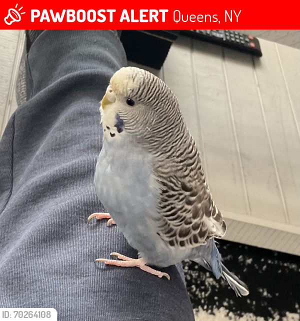 Lost Male Bird last seen Keyfood 101 ave, Queens, NY 11419