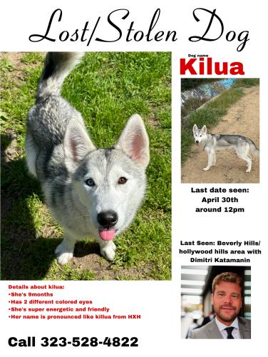 Lost Female Dog last seen Burton way & north Robertson , Beverly Hills, CA 90211