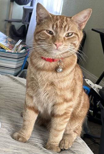 Lost Male Cat last seen Ann and Commerce, North Las Vegas, NV 89031
