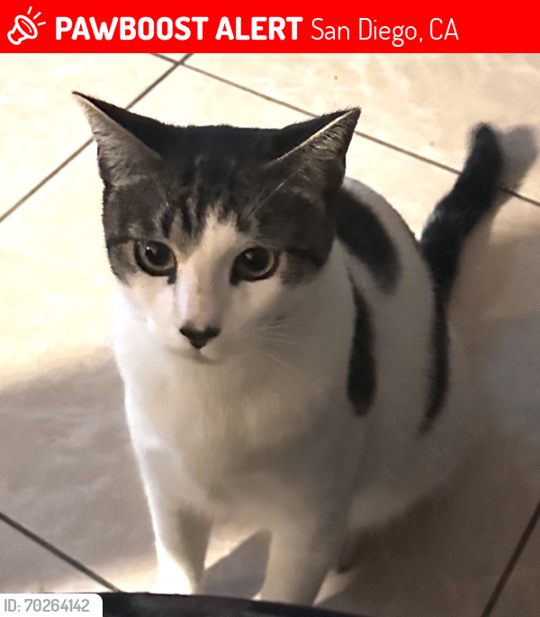 Lost Male Cat last seen Near Cacotin Dr., San Diego, CA 92115