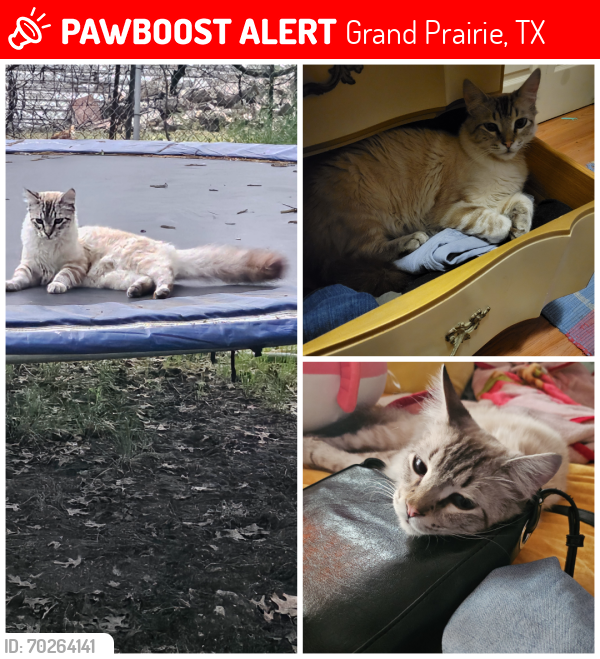 Lost Male Cat last seen Dickey Road and Highland Drive, Grand Prairie, TX 75051