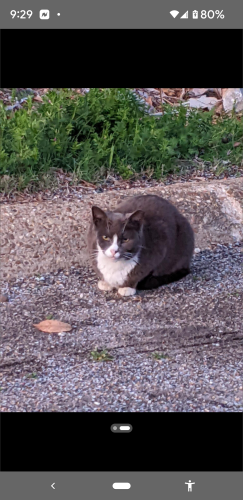 Lost Male Cat last seen Howard Rd and Eastern area, Germantown, TN 38138