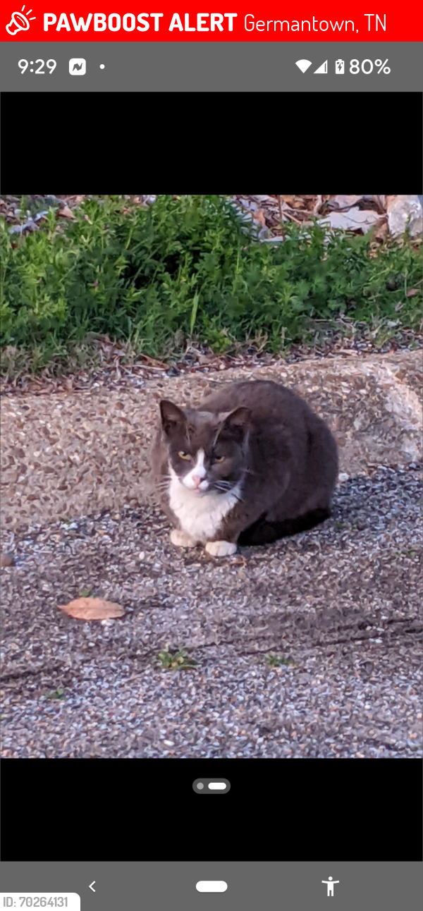 Lost Male Cat last seen Howard Rd and Eastern area, Germantown, TN 38138