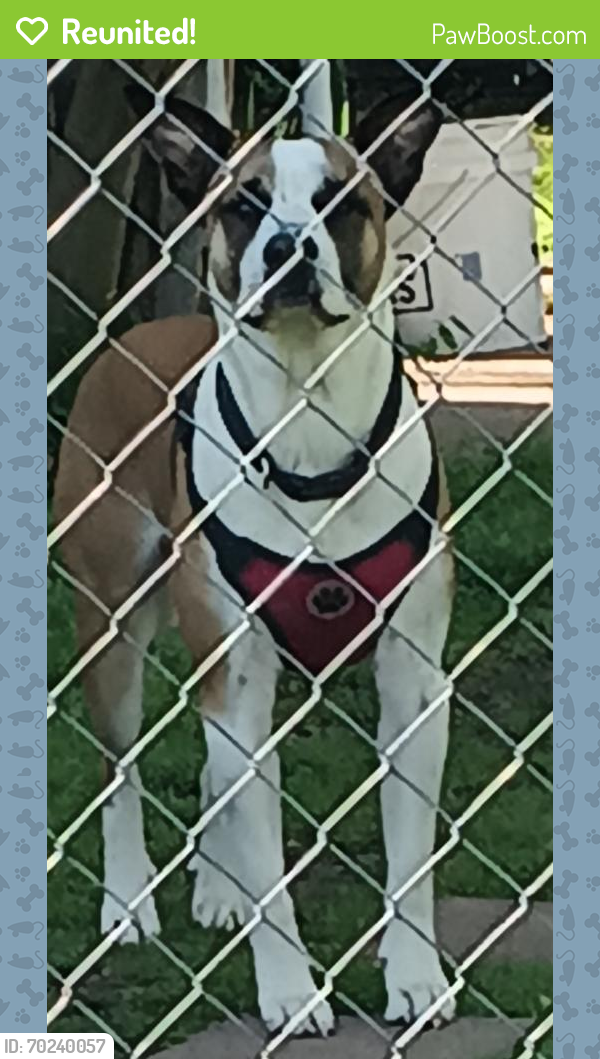 Reunited Male Dog last seen Precinct Line Rd/Murphy Rd,, Colleyville, TX 76034