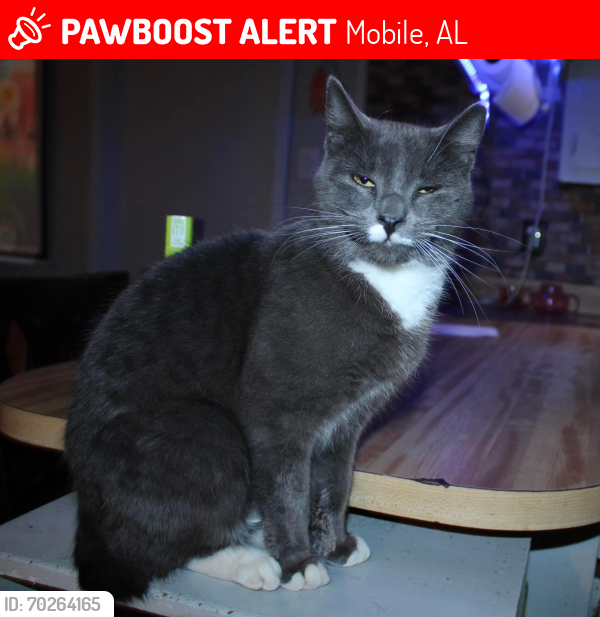 Lost Male Cat last seen Three notch and Camelot , Mobile, AL 36619