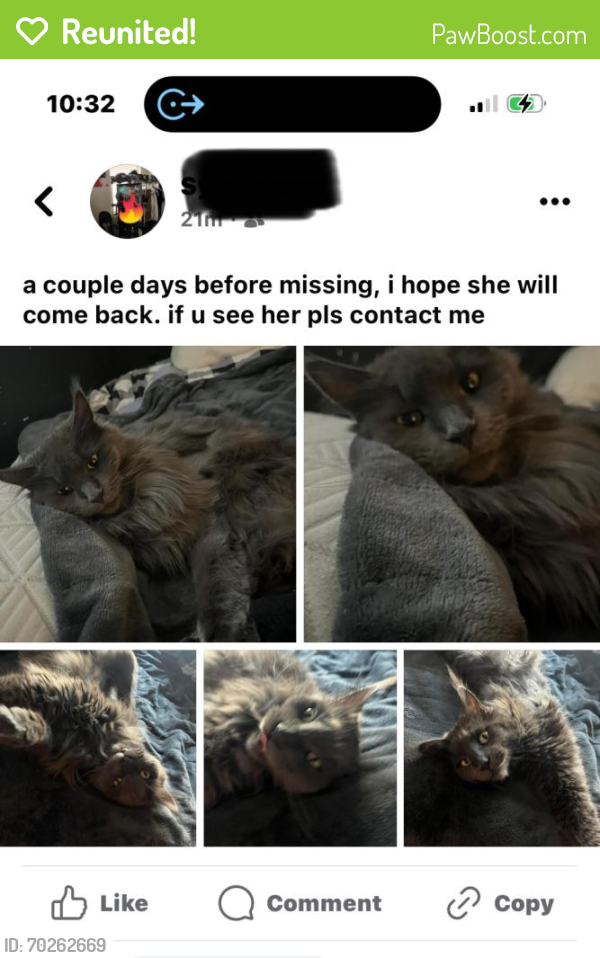 Reunited Female Cat last seen Near E Catalyst Ave, Mesa, AZ 85212, USA, Mesa, AZ 85212