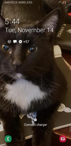 Lost Male Cat last seen 23rd and Clarkson , Denver, CO 80205