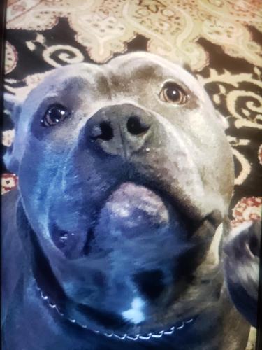 Lost Male Dog last seen Near  4th st Mansfield Ohio , Mansfield, OH 44903