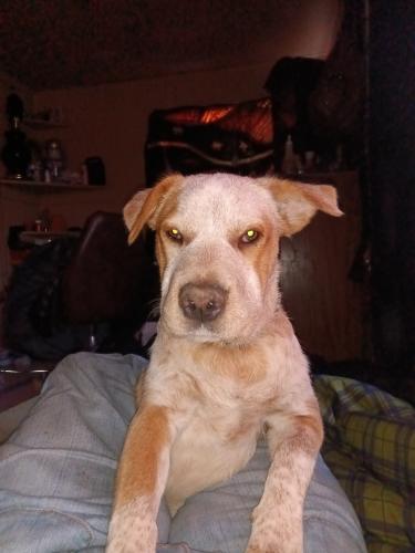 Lost Male Dog last seen Riverside parkway and 83ad , Tulsa, OK 74103