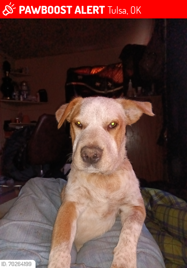 Lost Male Dog last seen Riverside parkway and 83ad , Tulsa, OK 74103