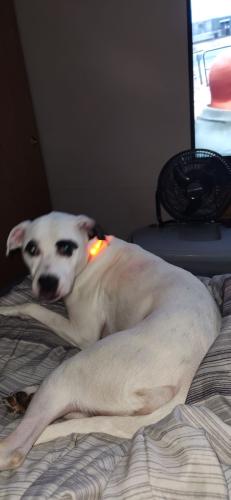 Lost Female Dog last seen 29th and Terrace Ave, Marion, IN 46953