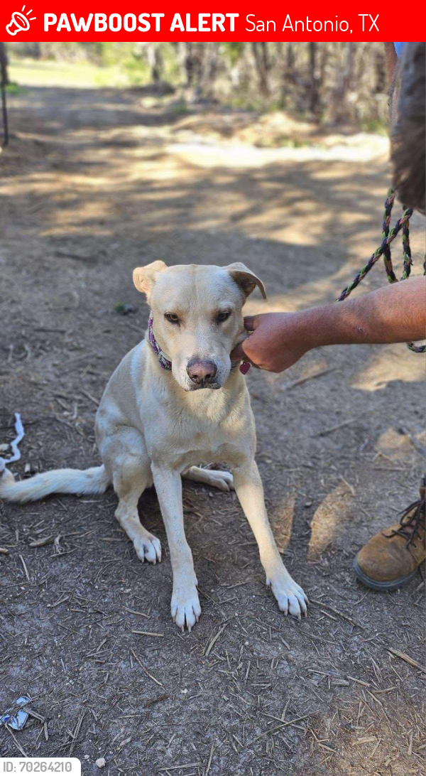 Lost Male Dog last seen Fort Sam Houston RV park , San Antonio, TX 78234