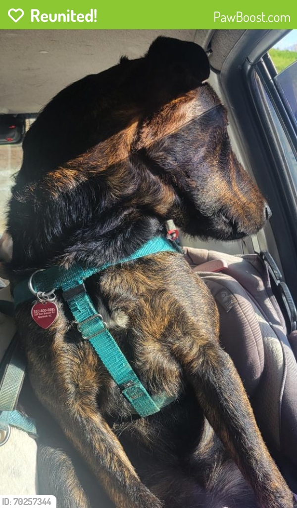 Reunited Male Dog last seen Amboy road near carrier park and cultivate climbing, Asheville, NC 28806