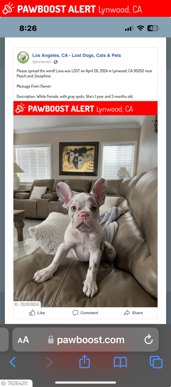 Lost Female Dog last seen Josephine…please call at , Lynwood, CA 90262